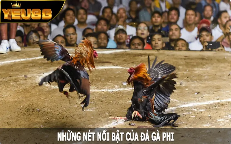 Những nét nổi bật của đá gà phi