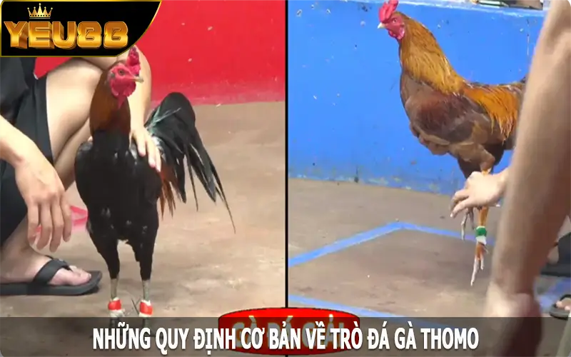 Những quy định cơ bản về trò đá gà Thomo